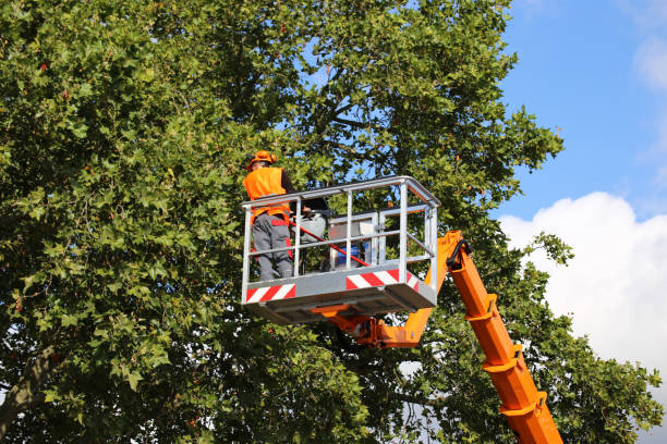 Best Tree Clearing Services  in Graton, CA